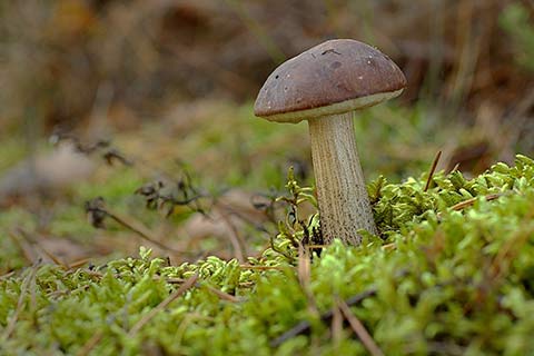 Pilz im Wald
