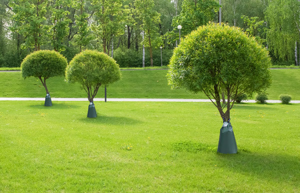TreeBag Bewässerungssaecke Anwendungsbeispiel Park
